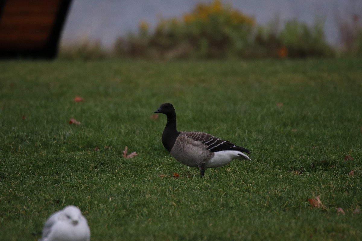 ringgås - ML644618531