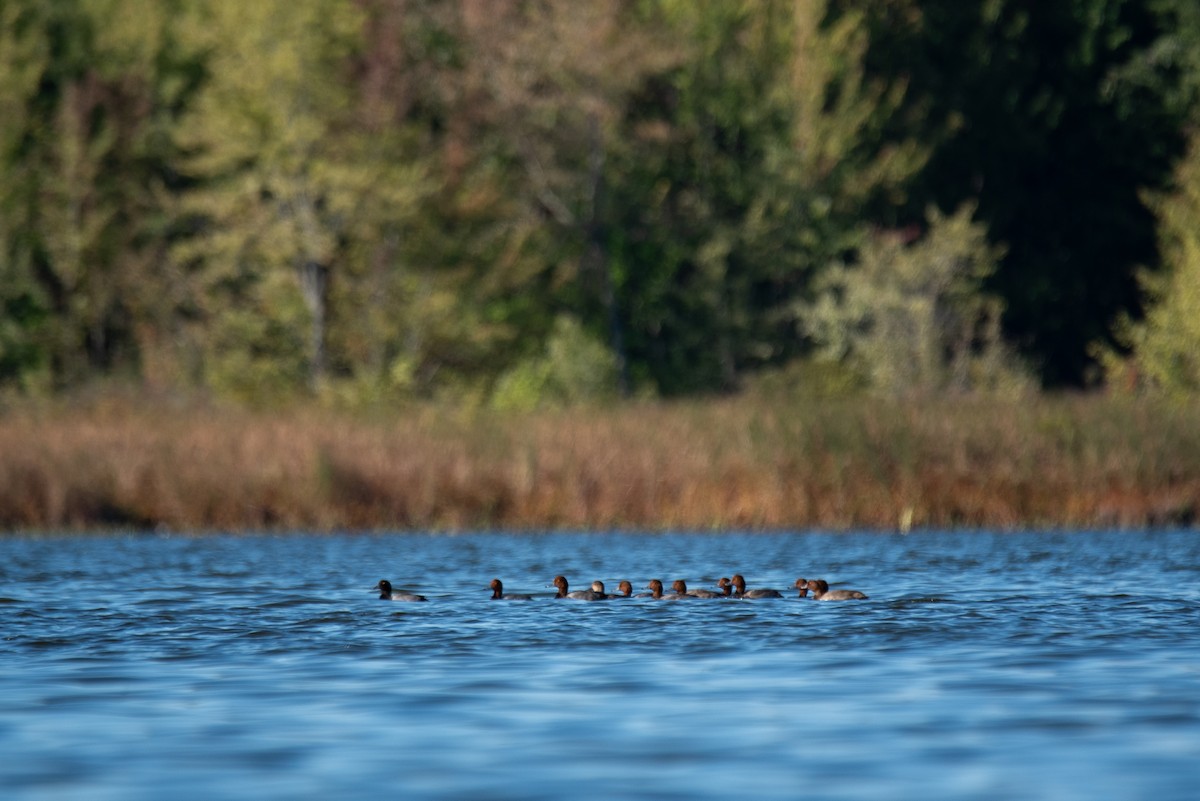 Redhead - ML644618534