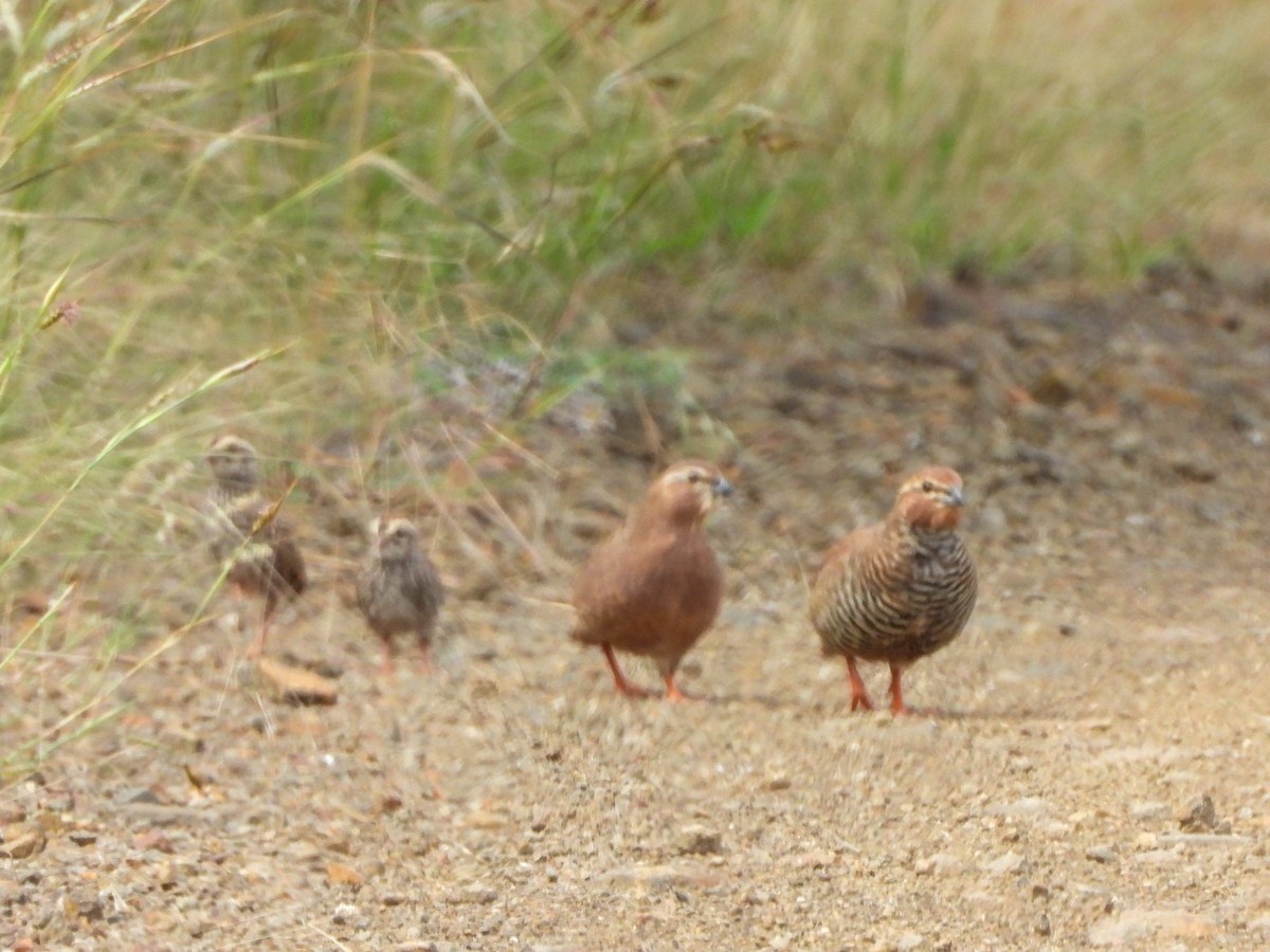 slettevaktel - ML644618536