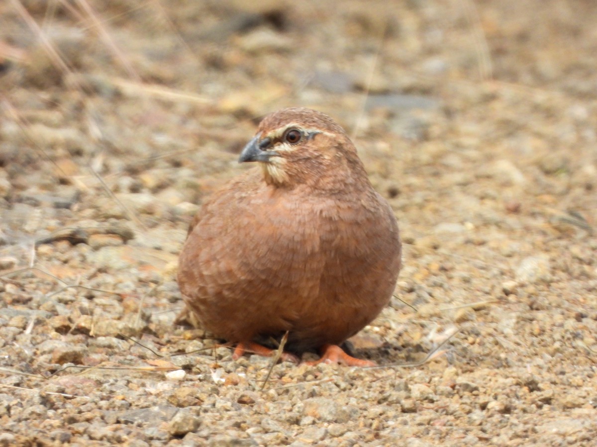 slettevaktel - ML644618537