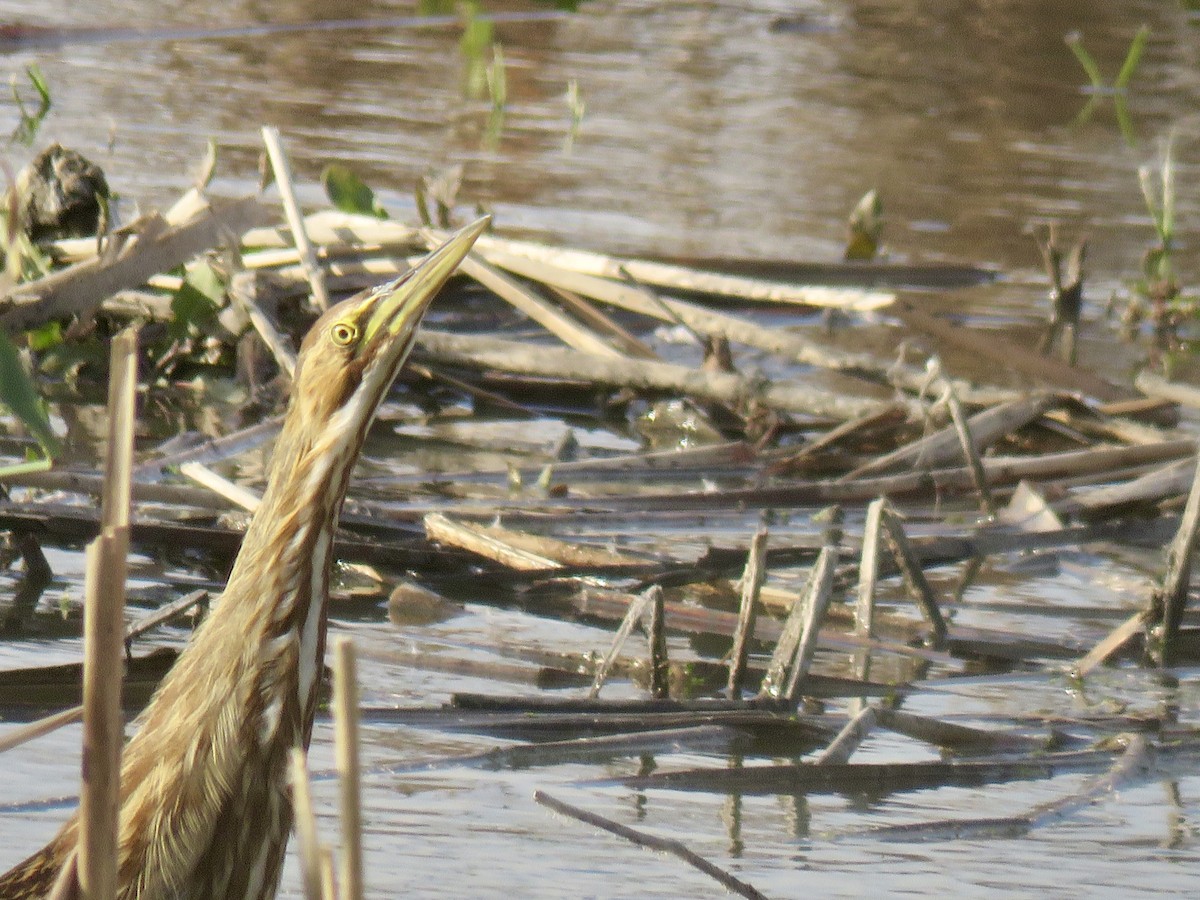 Бугай американський - ML644618544