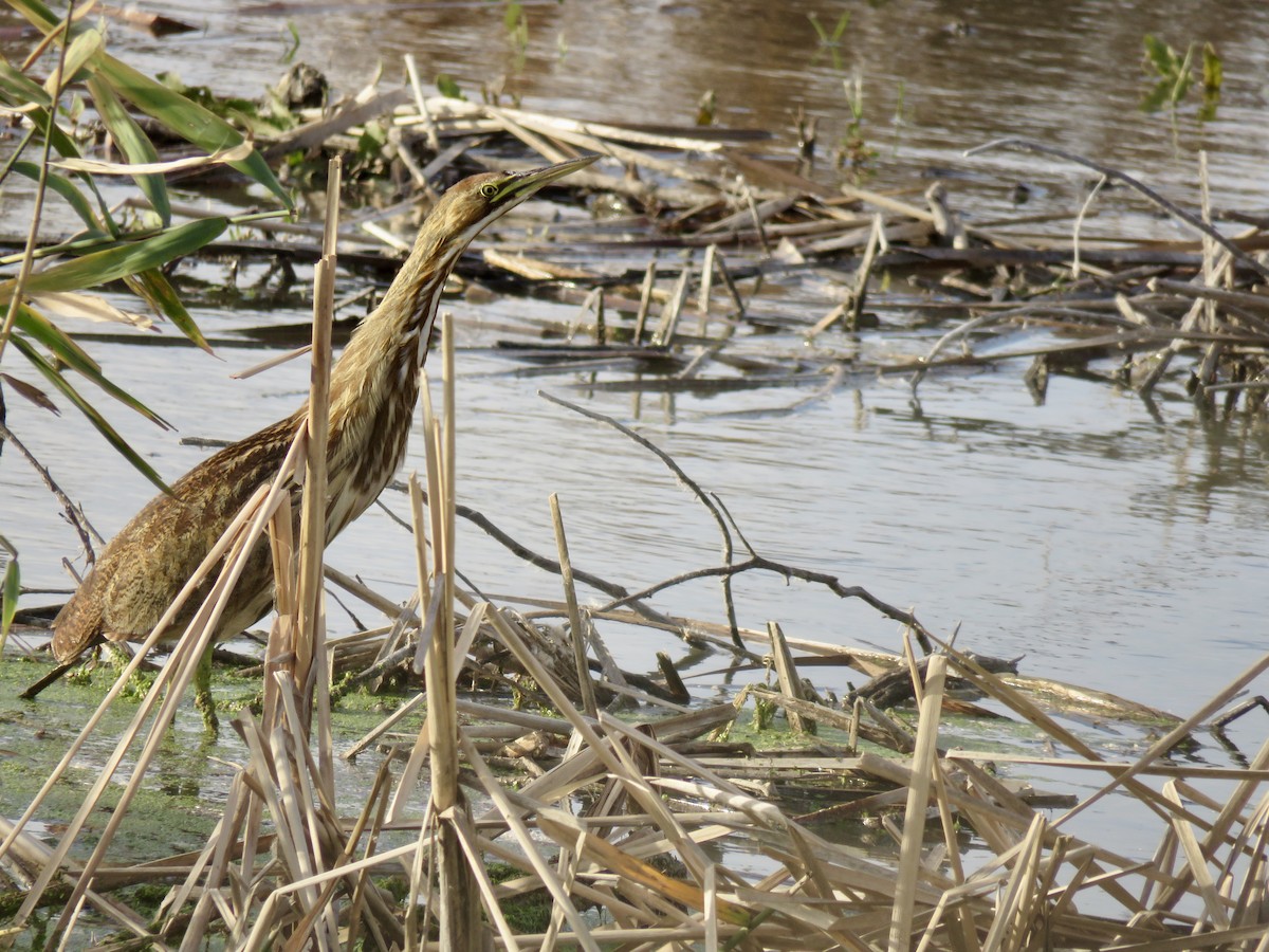Бугай американський - ML644618545
