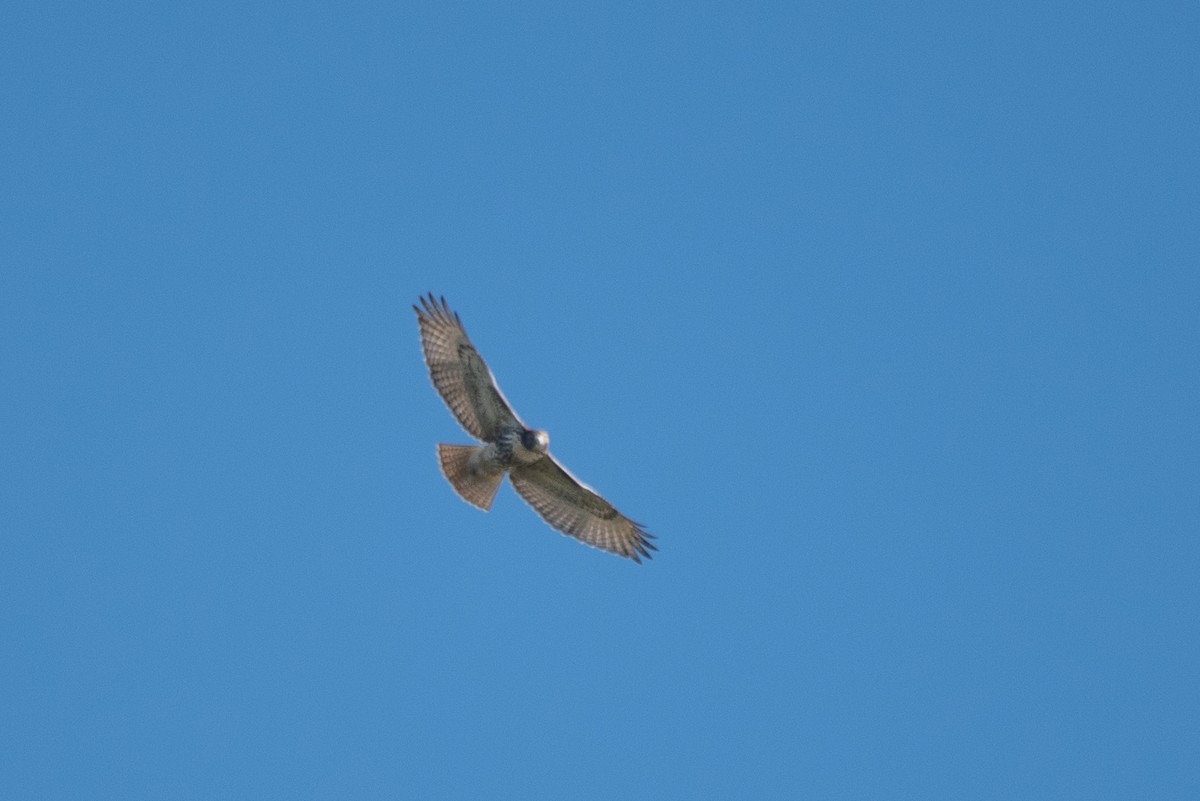 Red-tailed Hawk - ML644618546