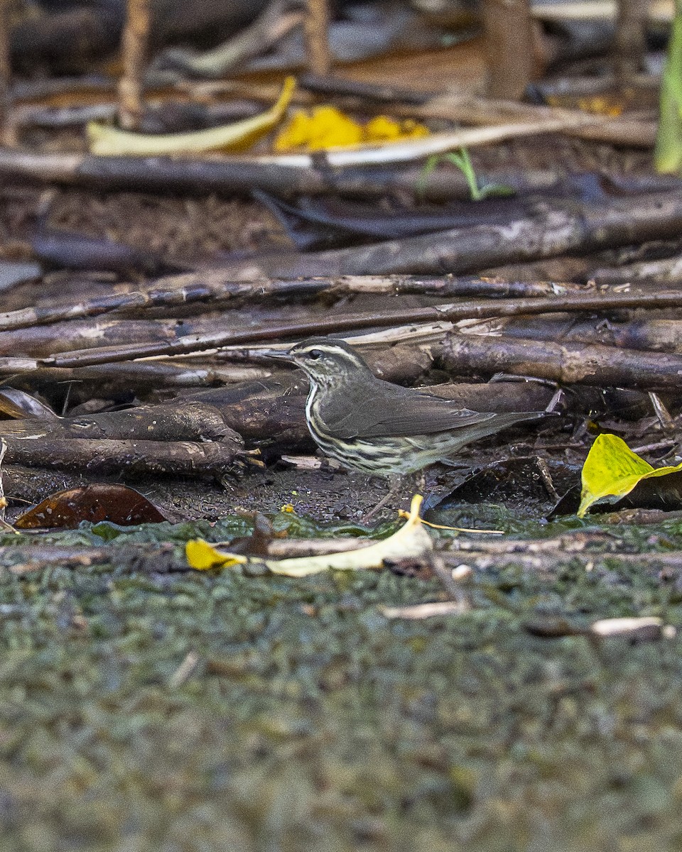 Northern Waterthrush - ML644618547