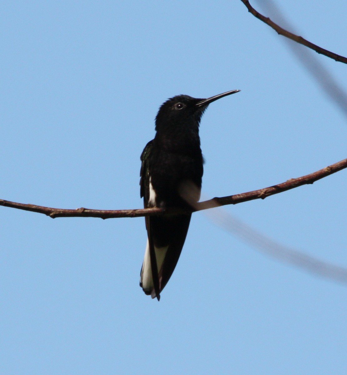 Black Jacobin - ML644618548