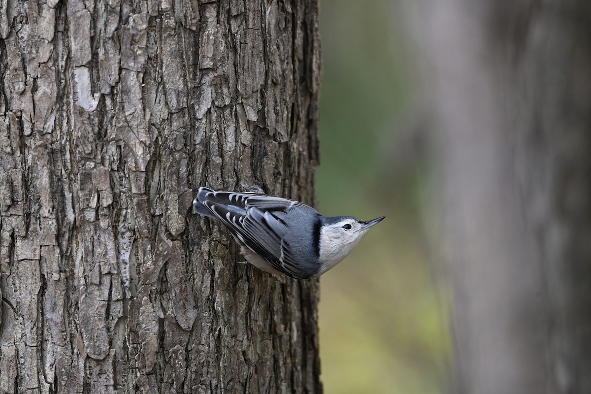 Sittelle à poitrine blanche - ML644618549