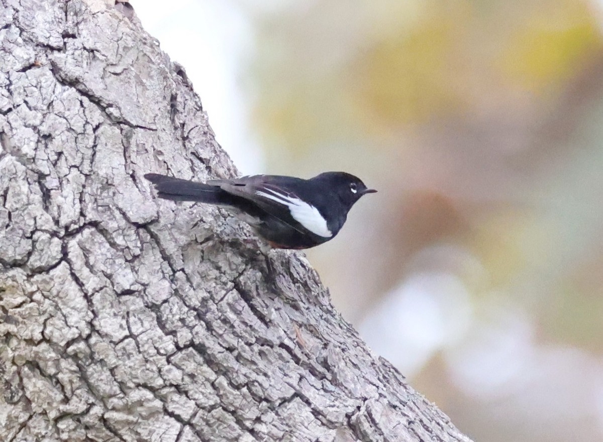 Candelita Aliblanca - ML644618551