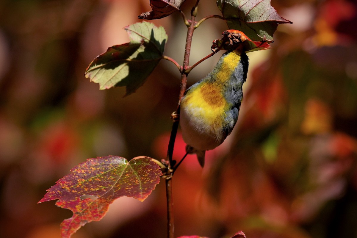 Northern Parula - ML644618557