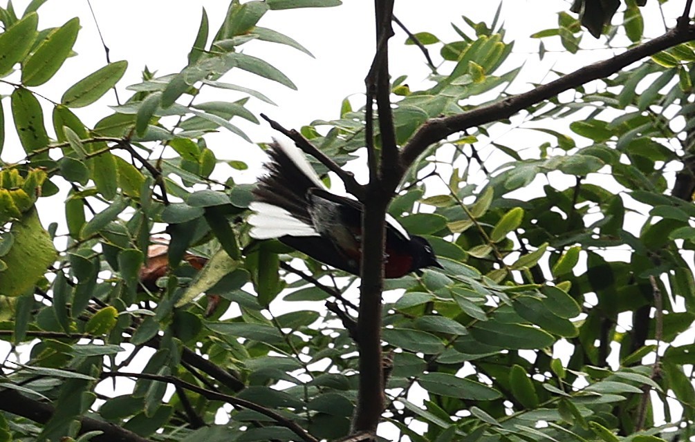 Candelita Aliblanca - ML644618558