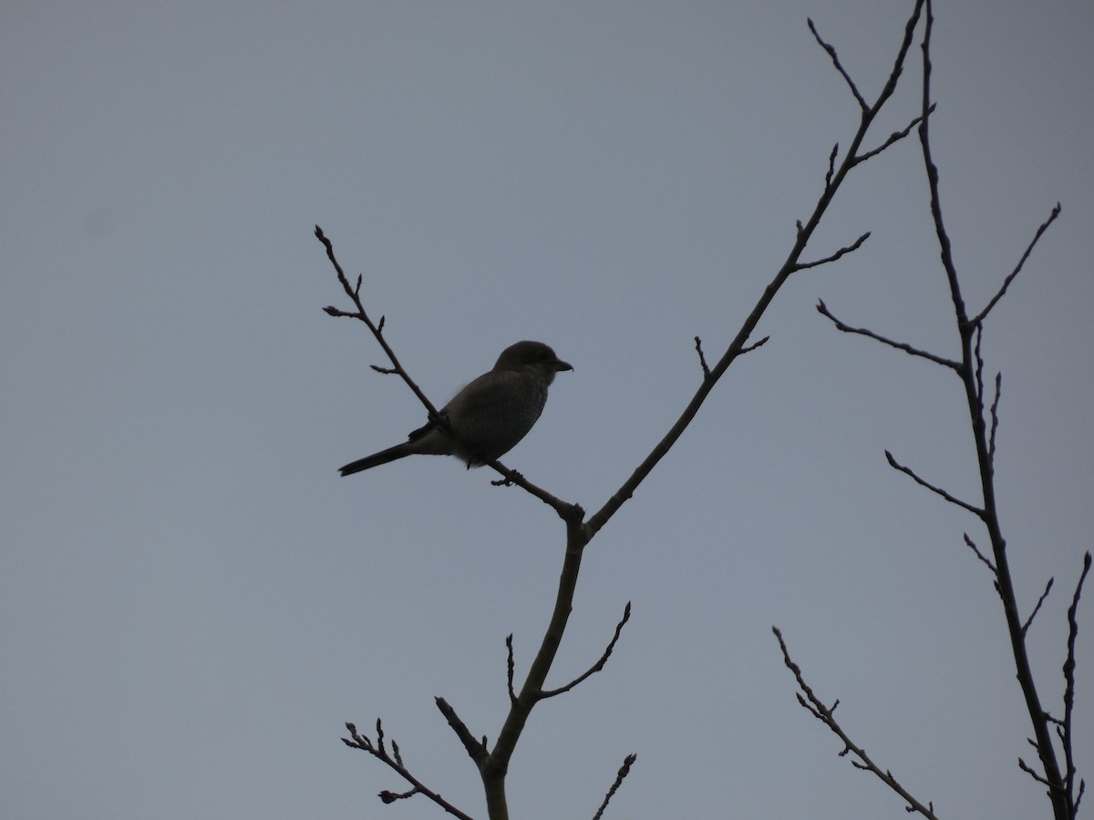 ťuhýk severní - ML644618559