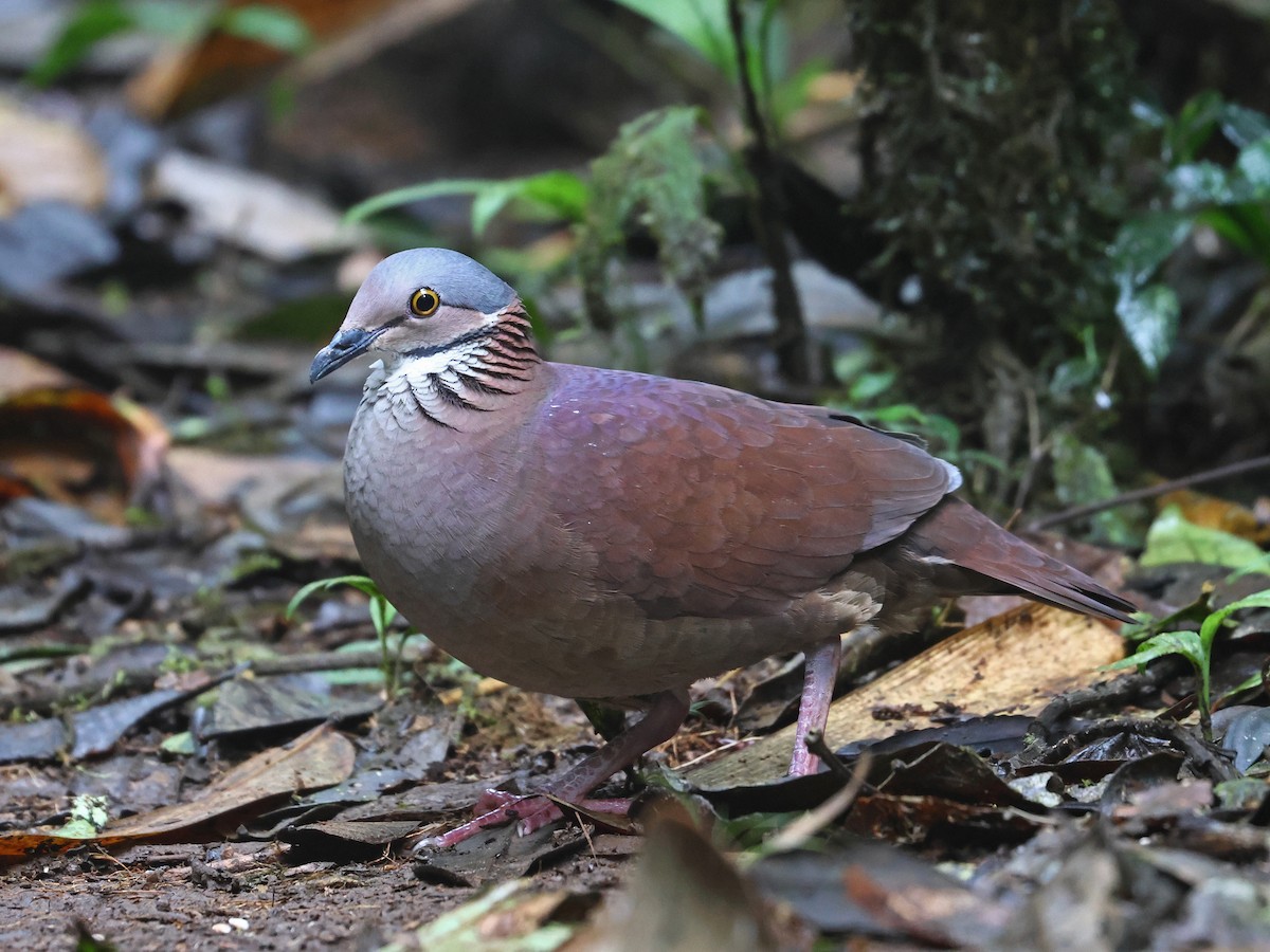 White-throated Quail-Dove - ML644618560