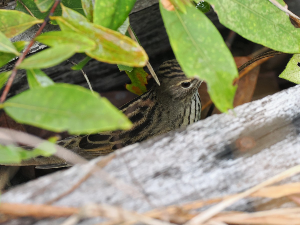 マキノセンニュウ - ML644618561