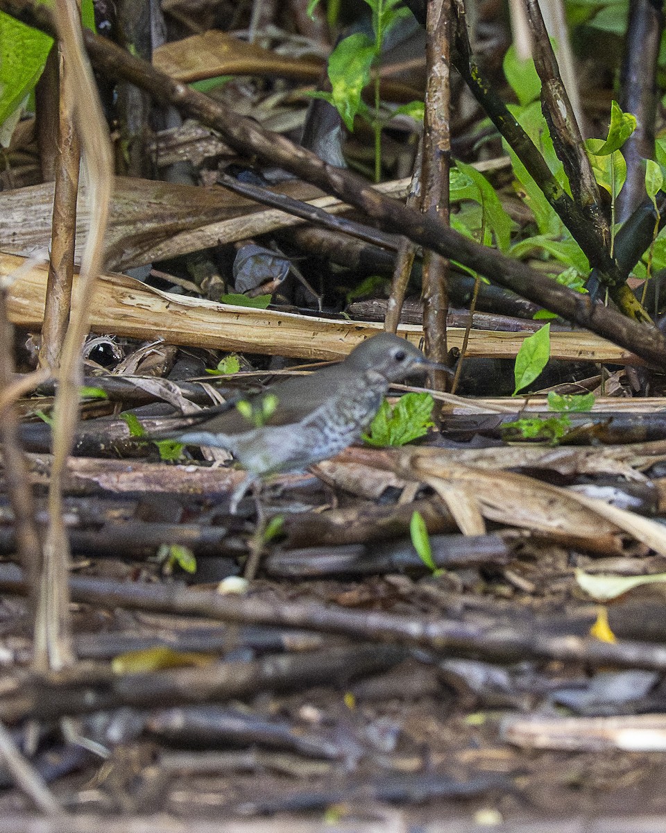 gråkinnskogtrost - ML644618563