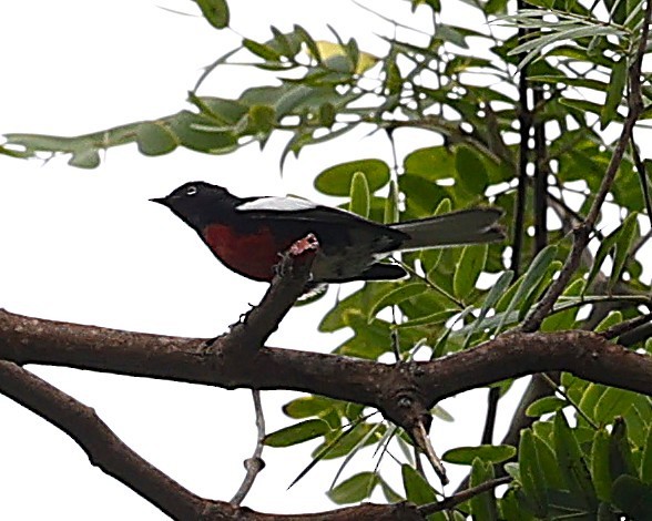 Candelita Aliblanca - ML644618565