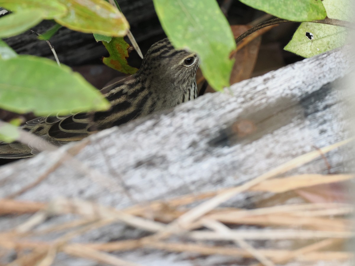 マキノセンニュウ - ML644618567