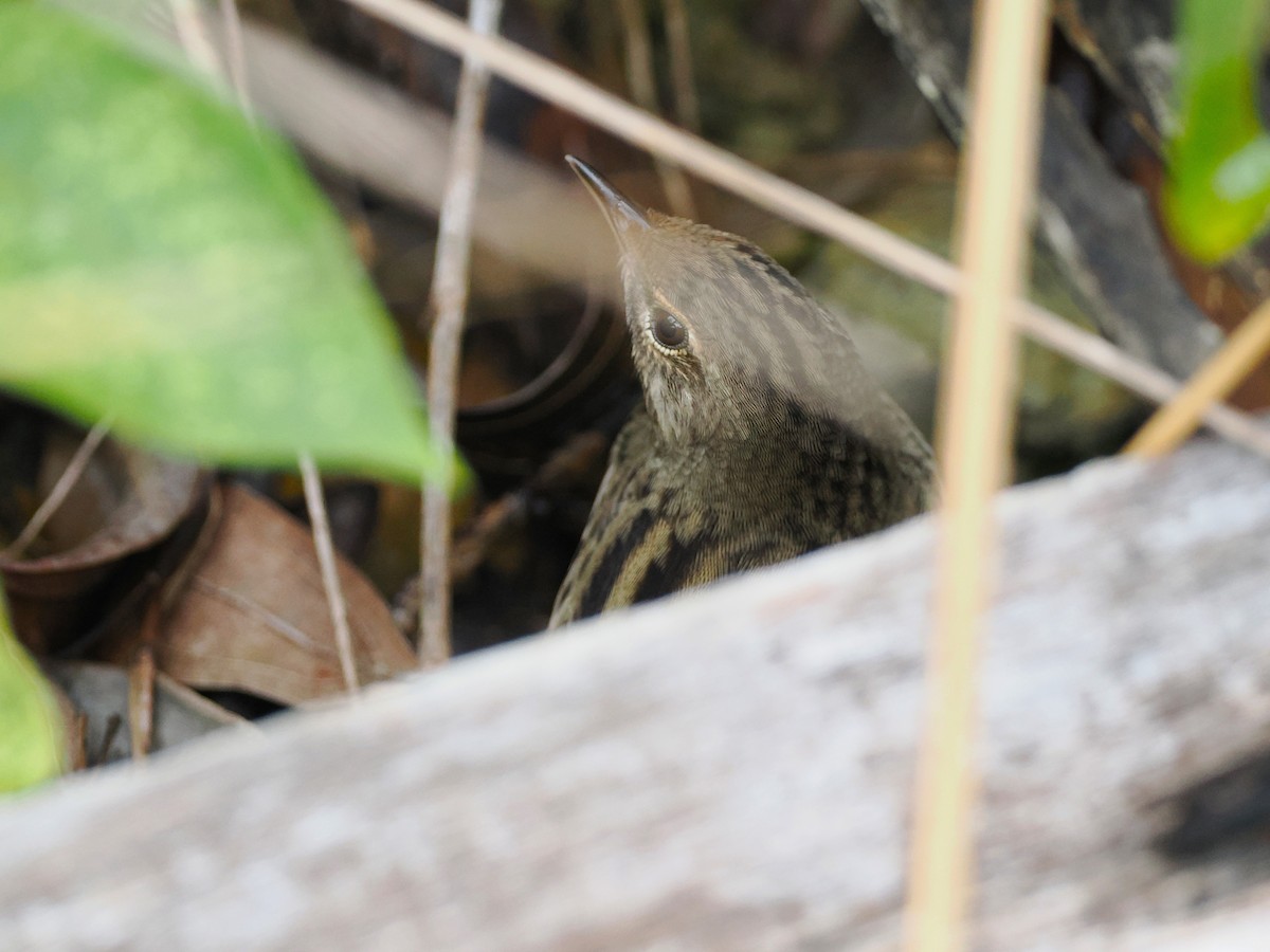 マキノセンニュウ - ML644618568