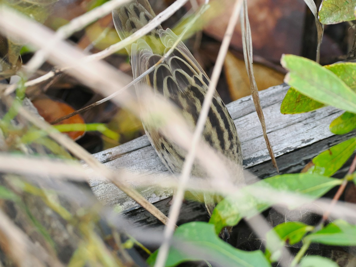 マキノセンニュウ - ML644618570