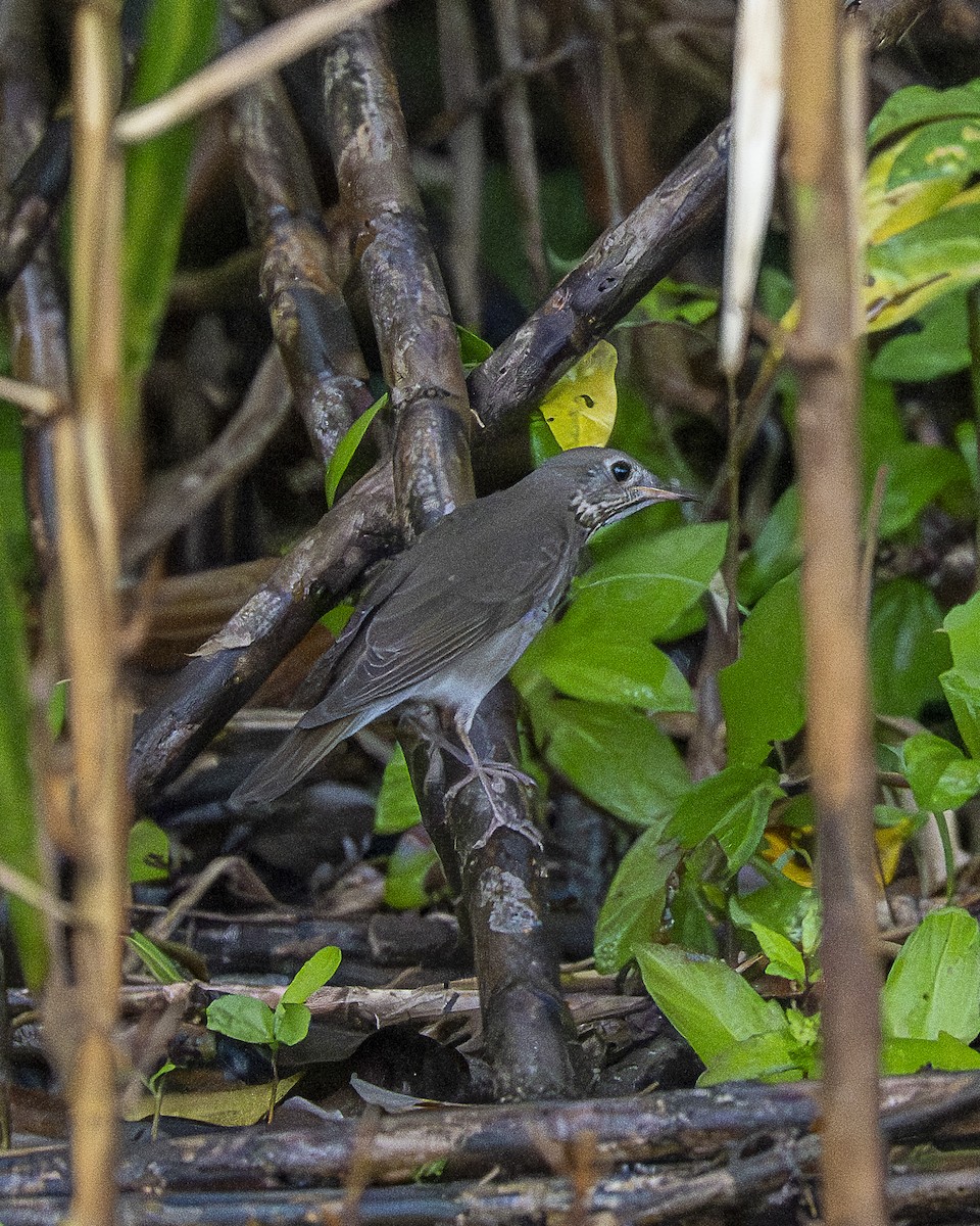 gråkinnskogtrost - ML644618577