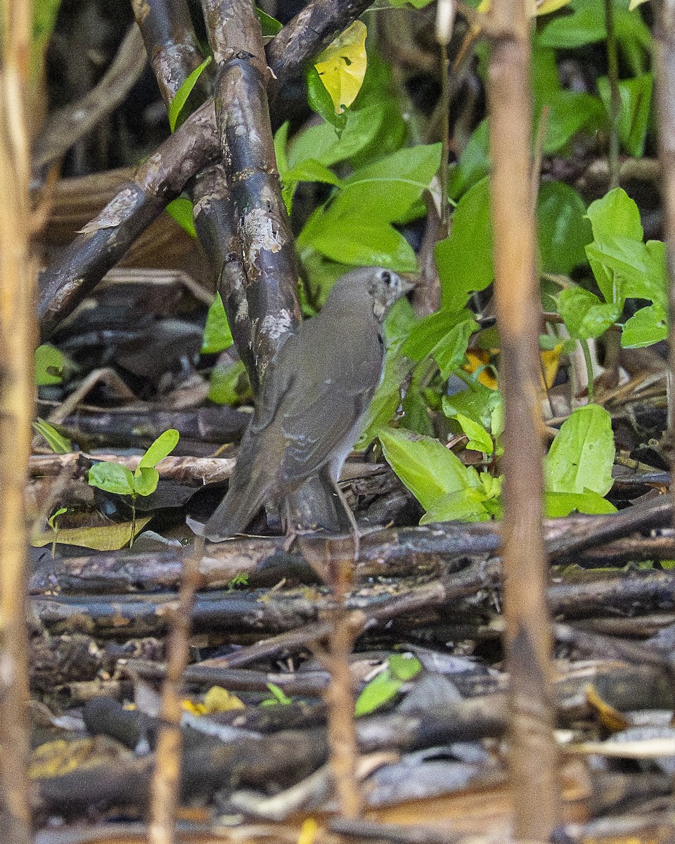 gråkinnskogtrost - ML644618578