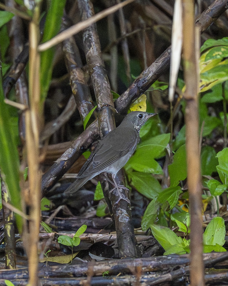 gråkinnskogtrost - ML644618579