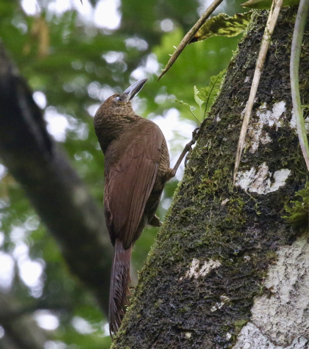 Northern Barred-Woodcreeper (Western) - ML644618581