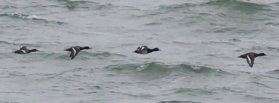 Greater Scaup - ML644618583