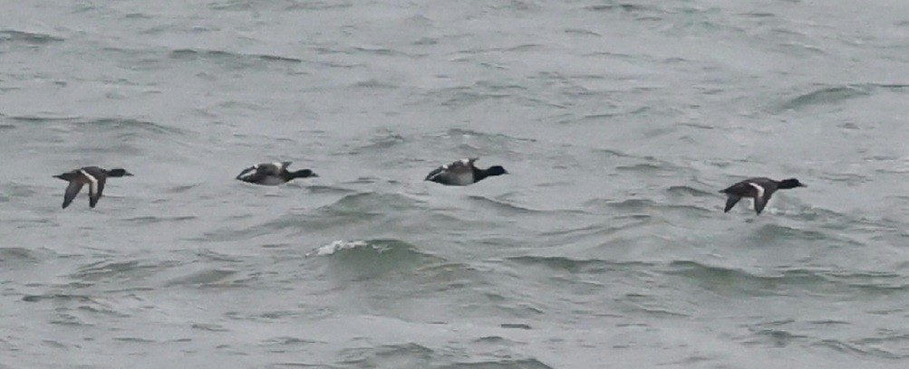 Greater Scaup - ML644618584