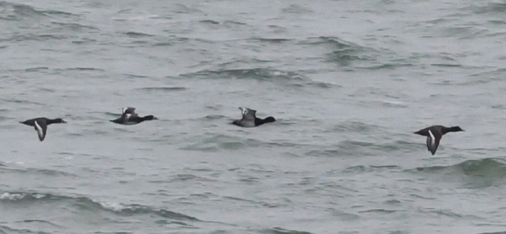 Greater Scaup - ML644618585