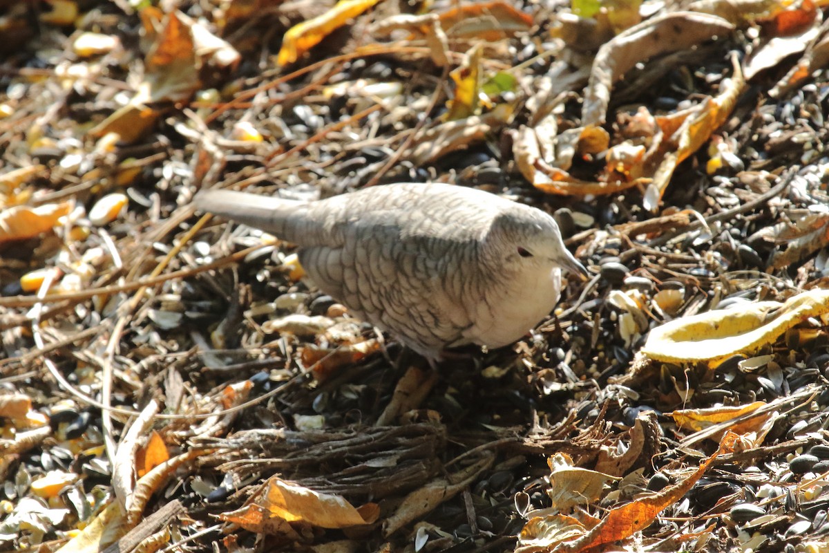 Inca Dove - ML644618600