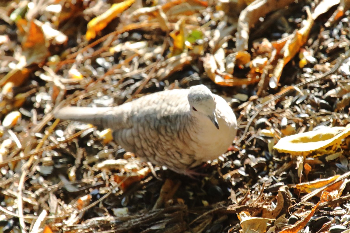 Inca Dove - ML644618601