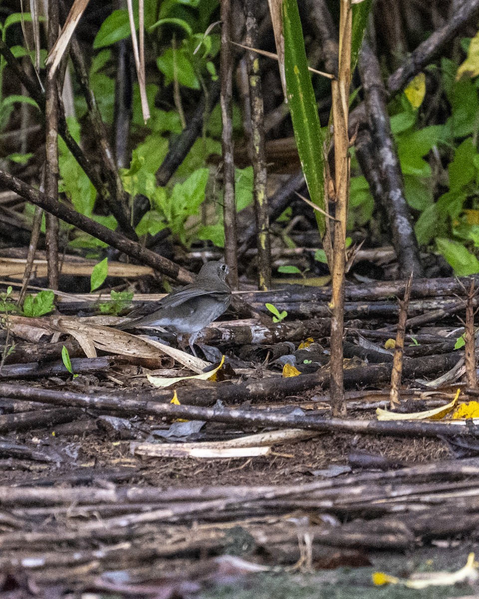 gråkinnskogtrost - ML644618602