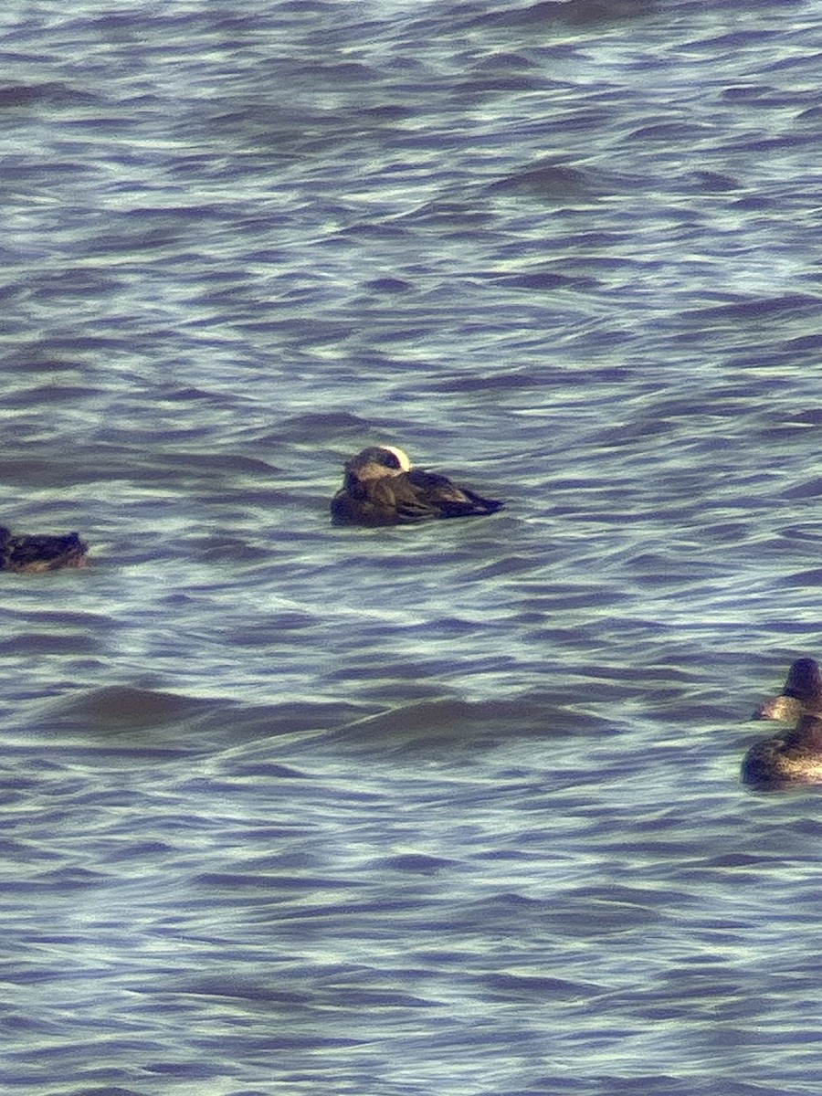 Ahate txistulari amerikarra - ML644618615