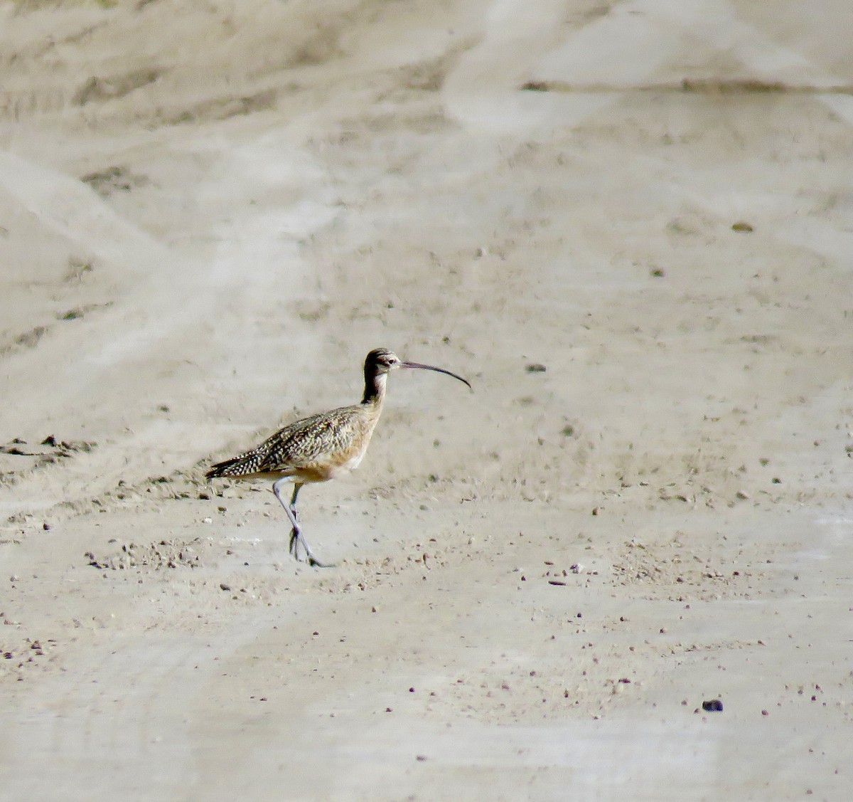 Long-billed Curlew - ML644618616