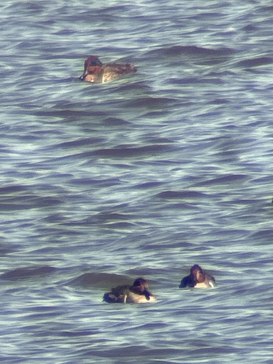 Zertzeta arrunta - ML644618633