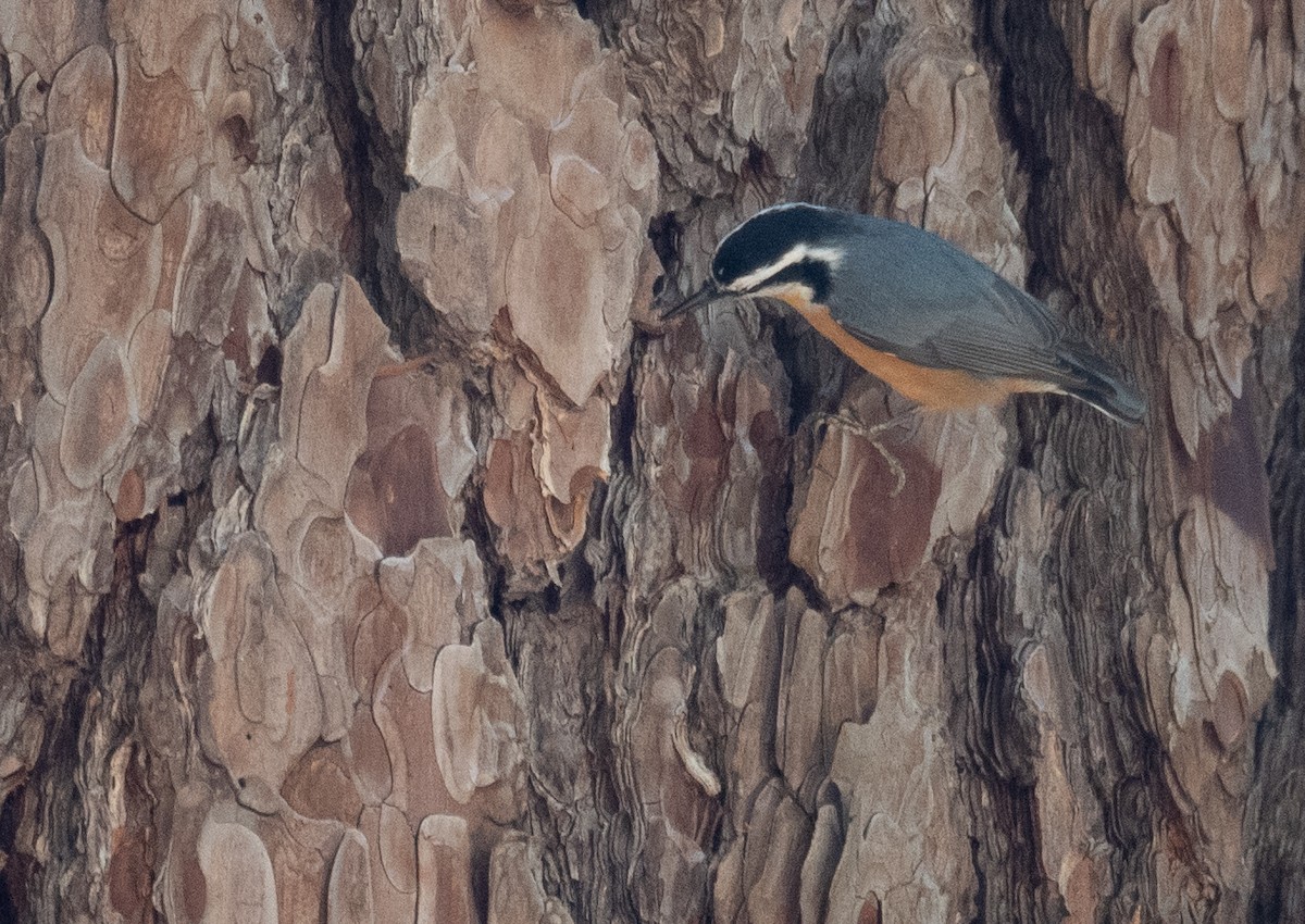 Garrapo kanadarra - ML644618634