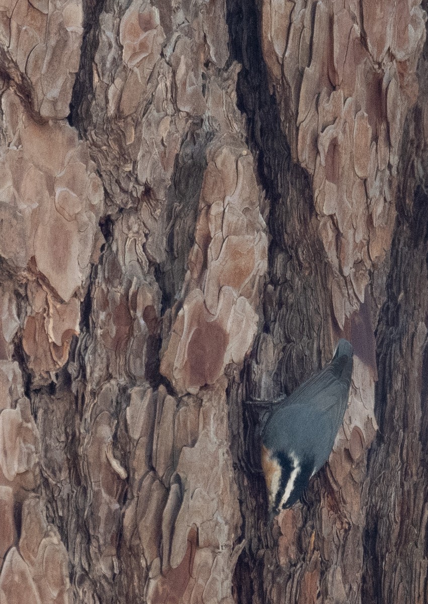 Garrapo kanadarra - ML644618636