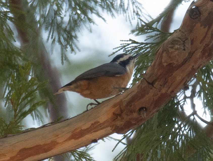 Garrapo kanadarra - ML644618638