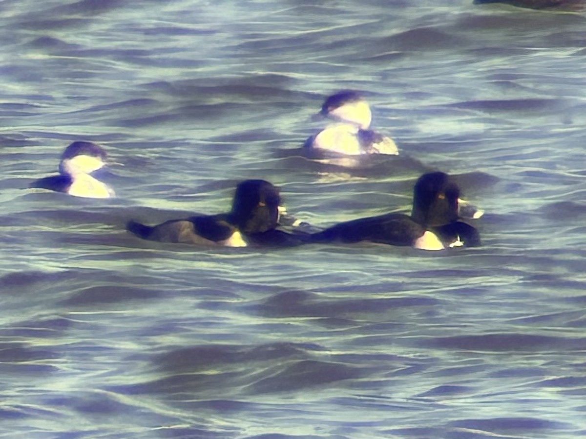 Murgilari lepokoduna - ML644618639