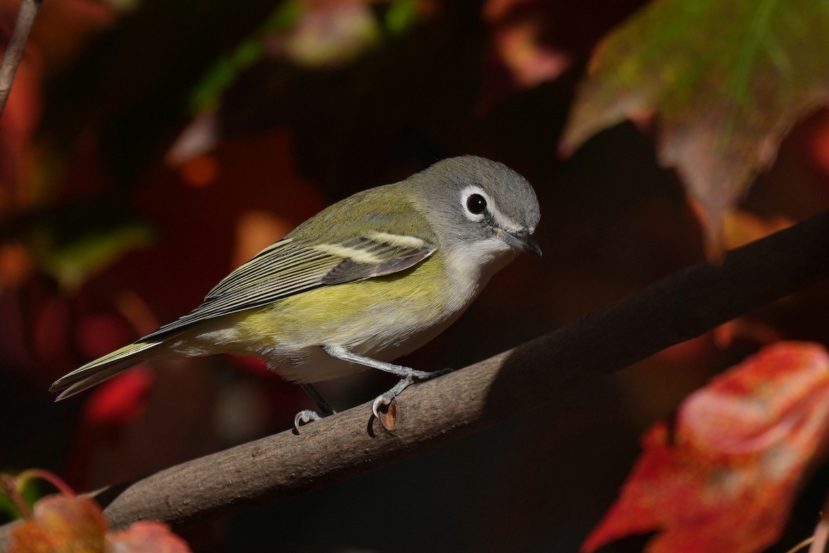 Blue-headed Vireo - ML644618640