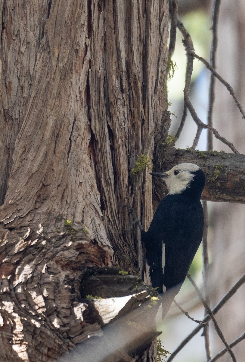 White-headed Woodpecker - ML644618641