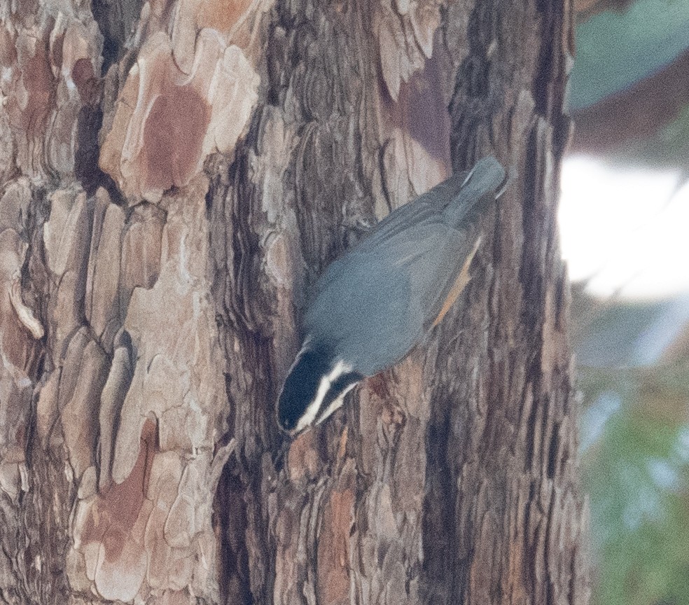 Garrapo kanadarra - ML644618642