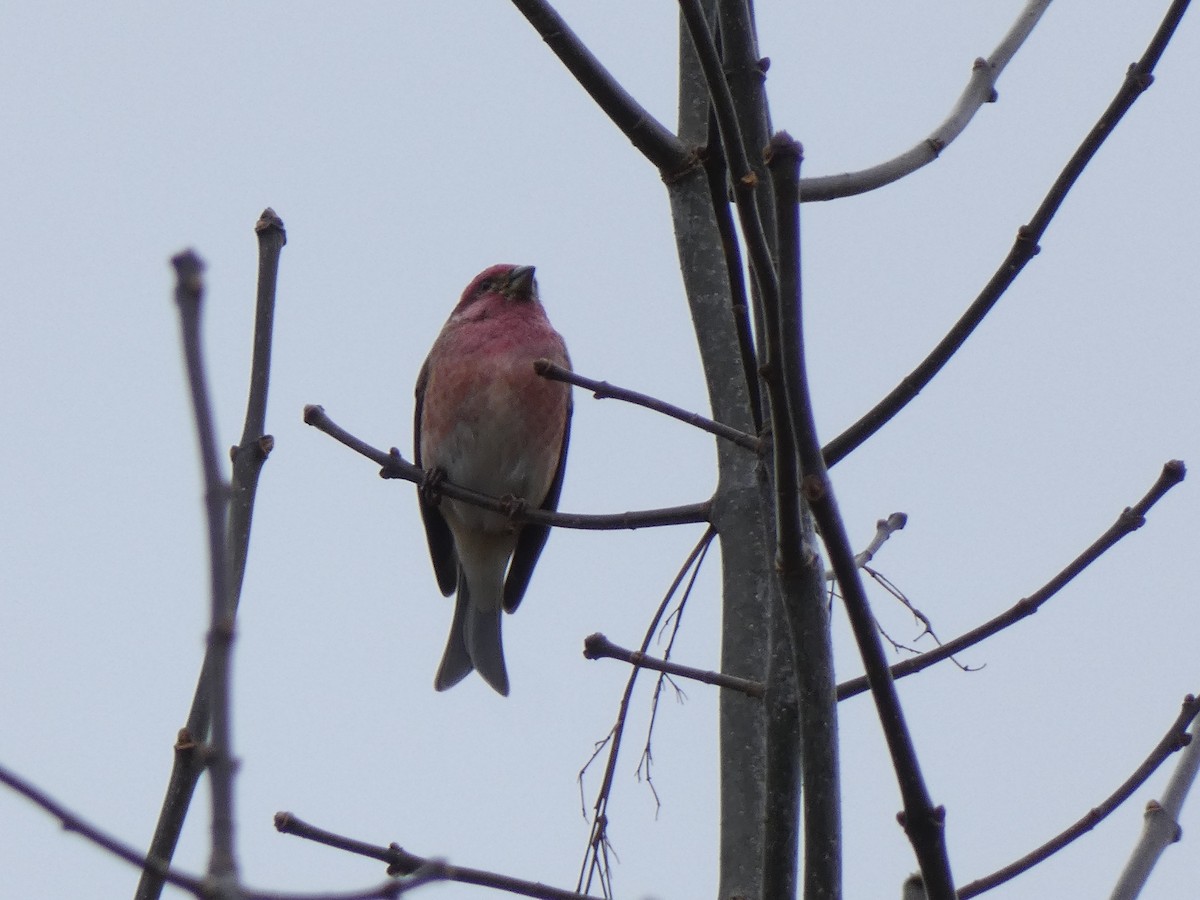 Purple Finch - ML644618644