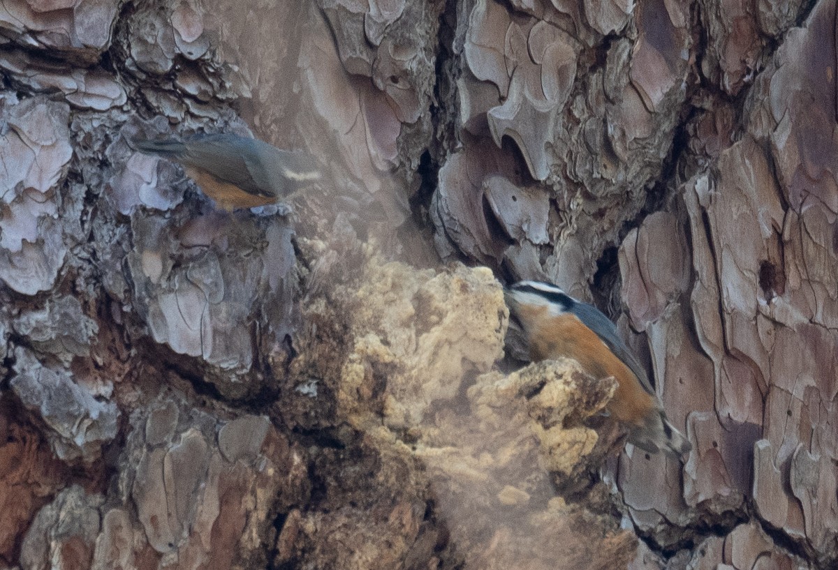 Garrapo kanadarra - ML644618646