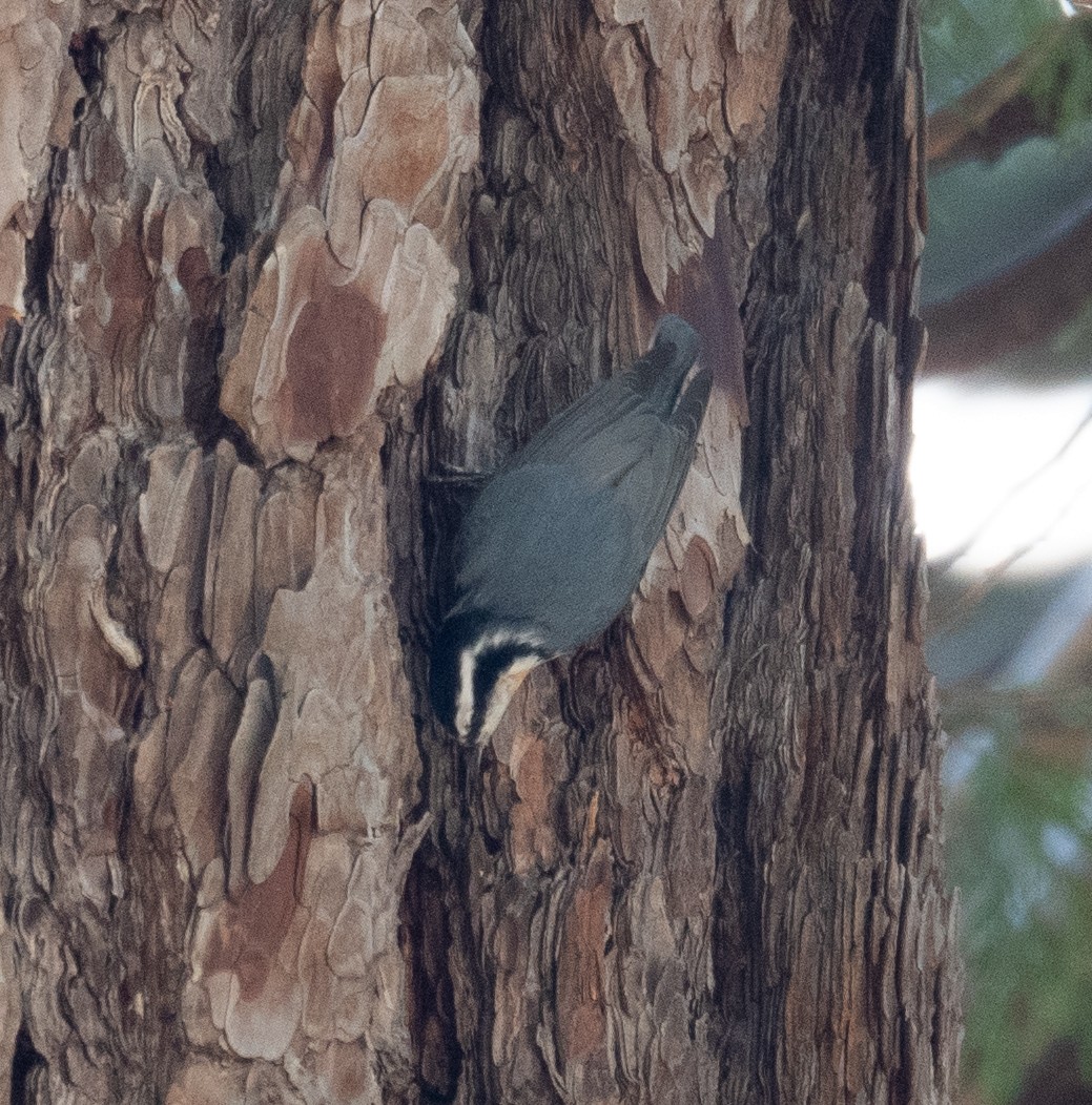 Garrapo kanadarra - ML644618649