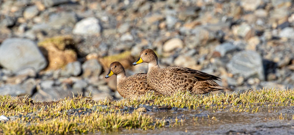 Yellow-billed Pintail (South Georgia) - ML644618651