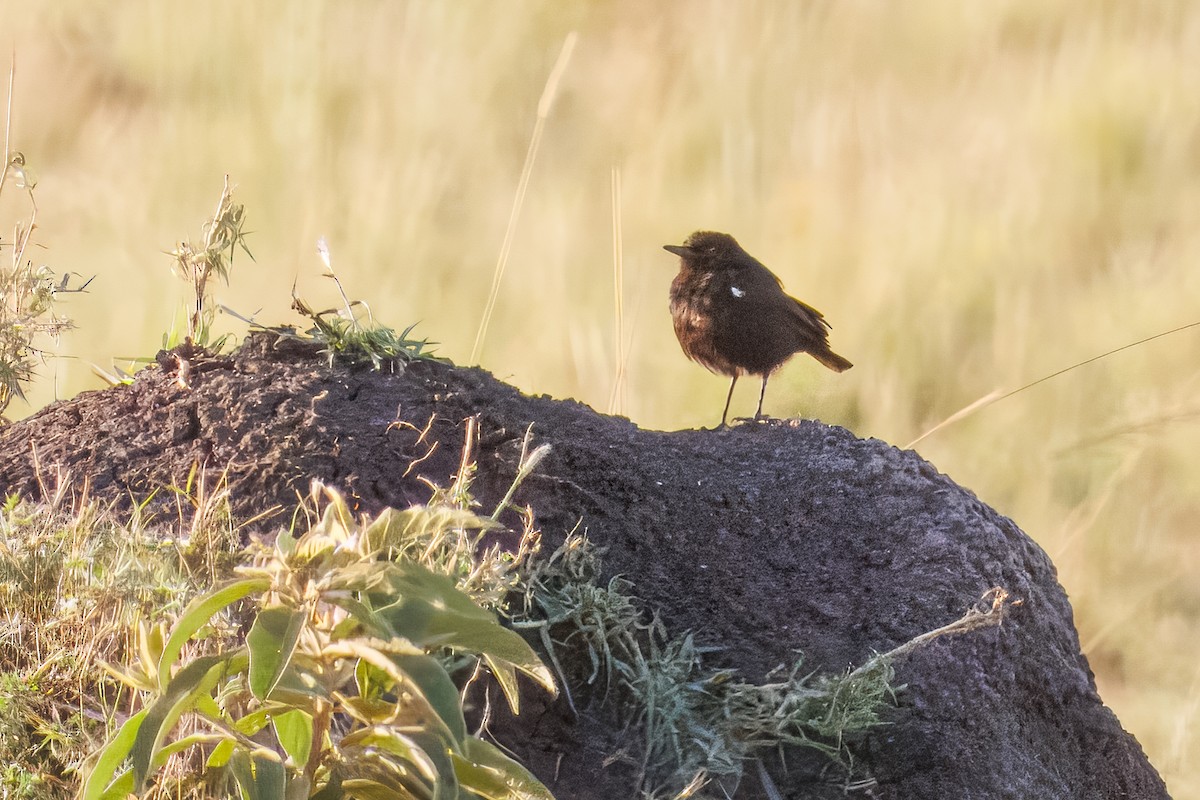 Sooty Chat - ML644618653