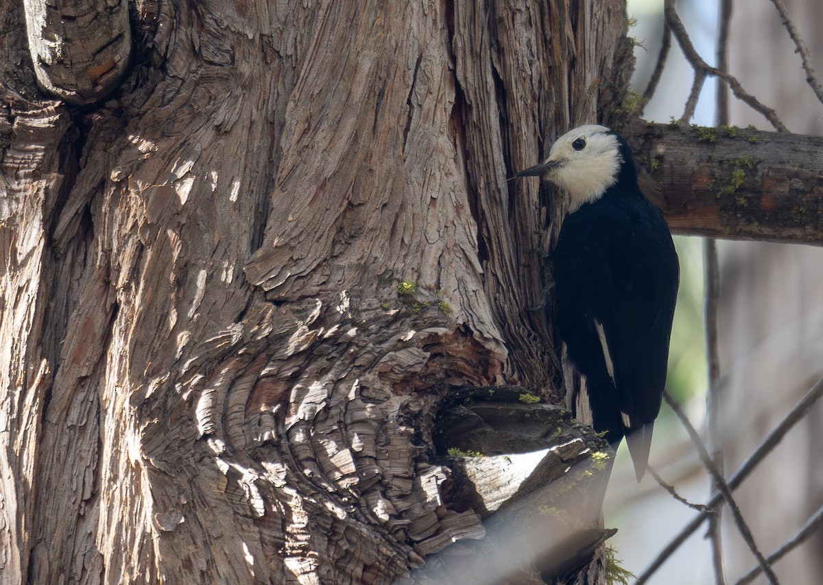 White-headed Woodpecker - ML644618655