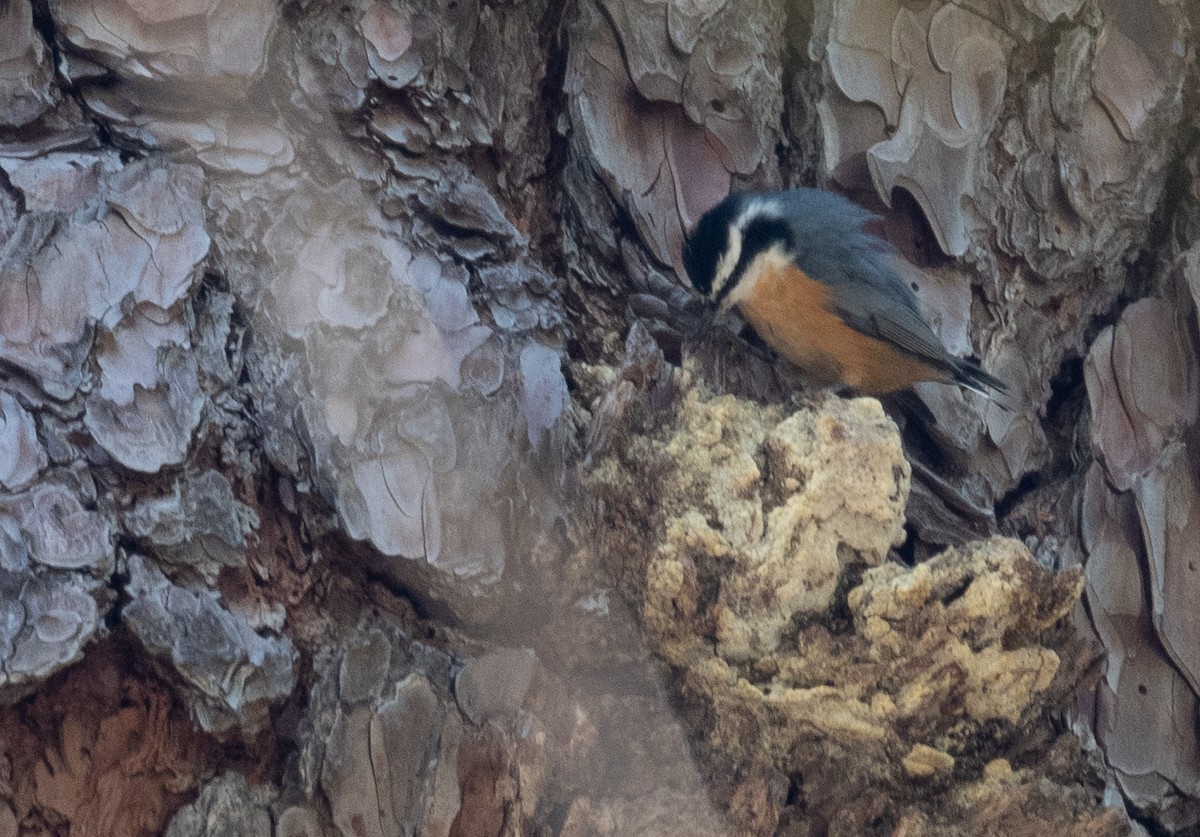 Garrapo kanadarra - ML644618663