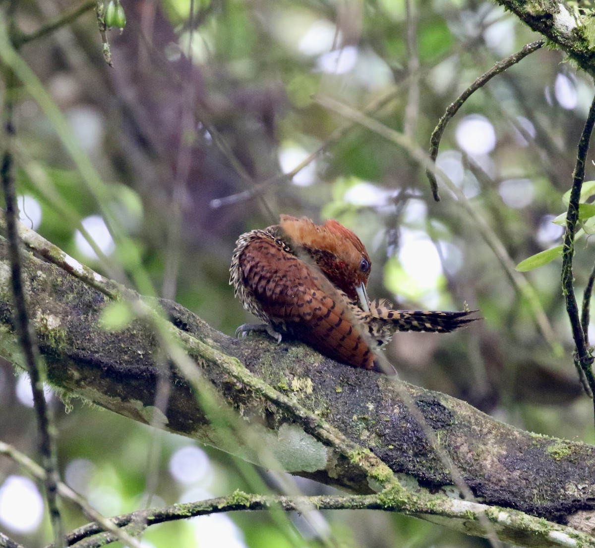 rødstrupespett - ML644618675