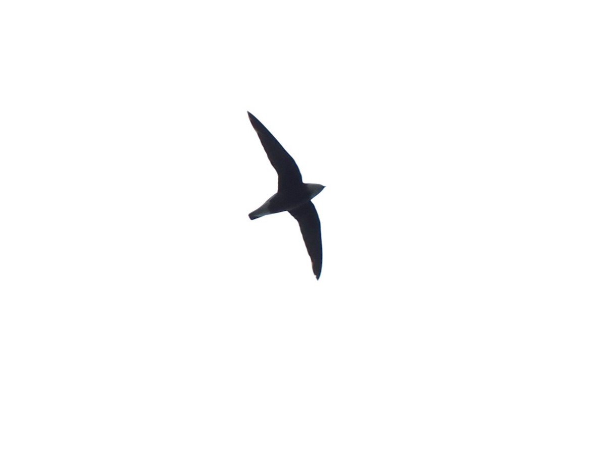 White-throated Needletail - ML644618678